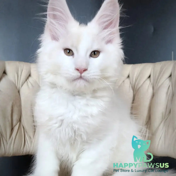 Eddie Maine Coon male red silver - live animals