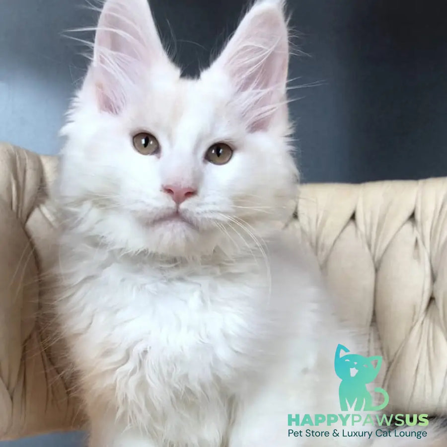 Eddie Maine Coon male red silver - live animals