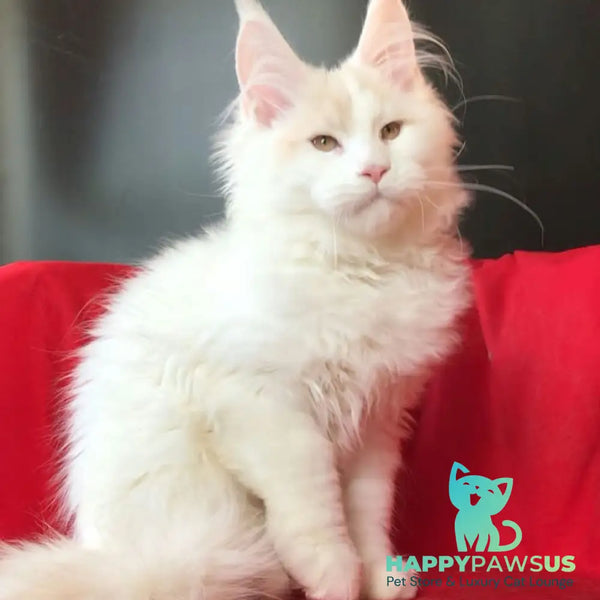 Eddie Maine Coon male red silver - live animals