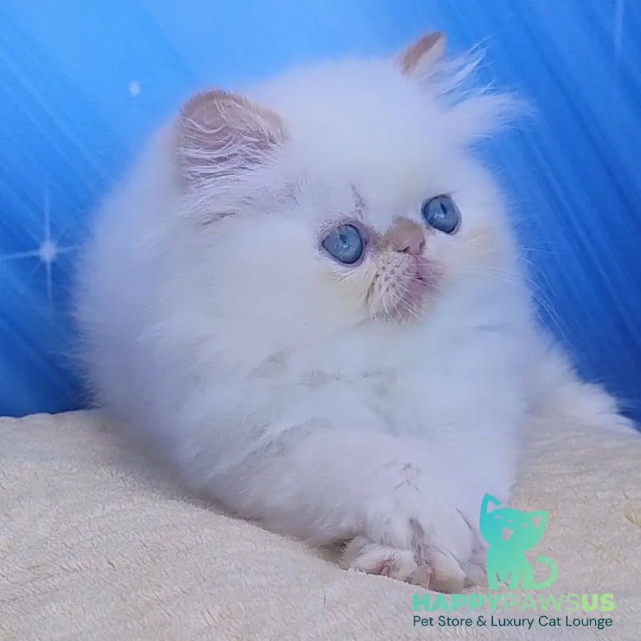 Eddie Persian male red pointed - live animals