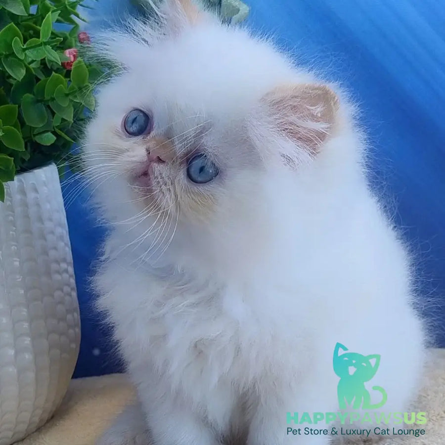 Eddie Persian male red pointed - live animals