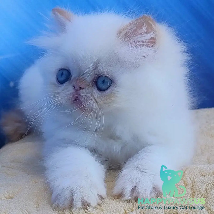 Eddie Persian male red pointed - live animals