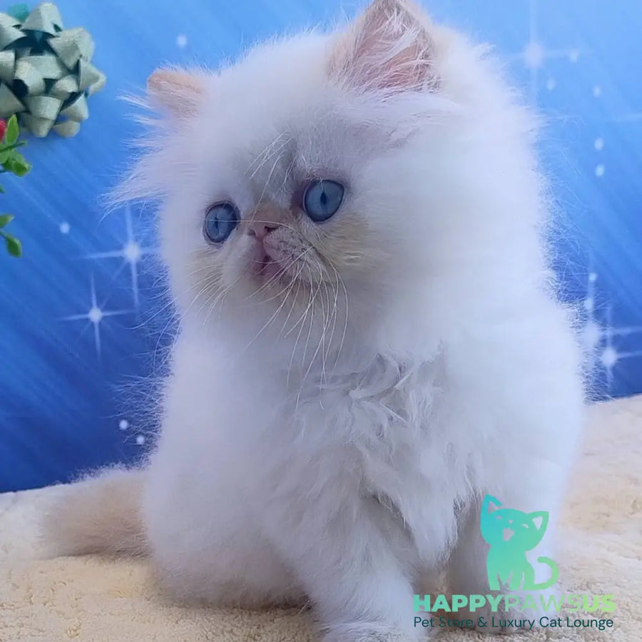 Eddie Persian male red pointed - live animals