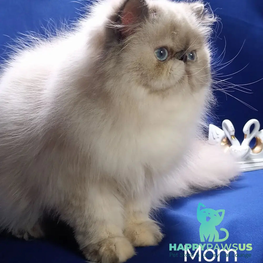 Eddie Persian male red pointed - live animals