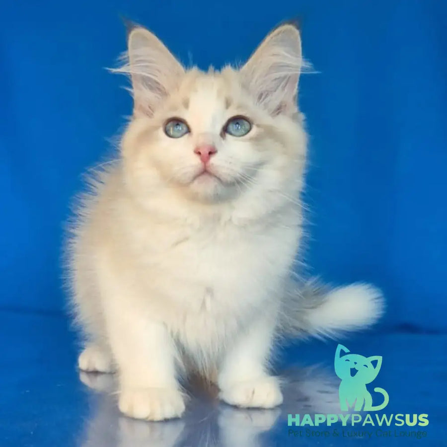 Eddie Siberian male blue bicolour tabby pointed - live animals