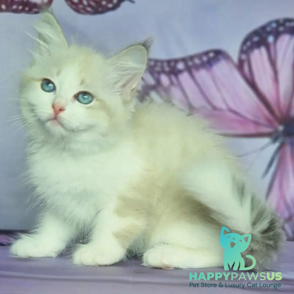 Eddie Siberian male blue bicolour tabby pointed - live animals