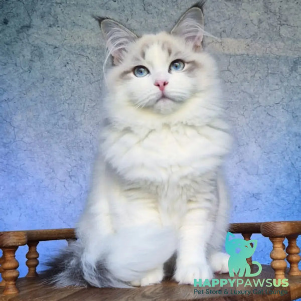 Eddie Siberian male blue bicolour tabby pointed - live animals