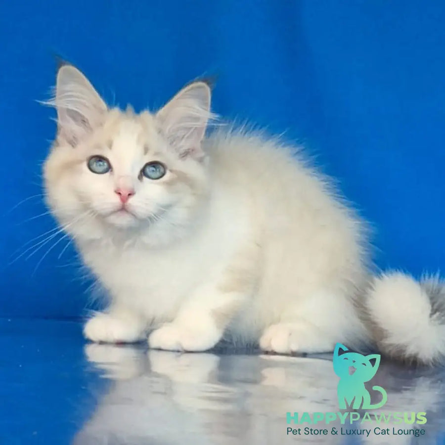 Eddie Siberian male blue bicolour tabby pointed - live animals
