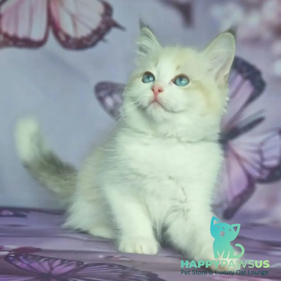 Eddie Siberian male blue bicolour tabby pointed - live animals
