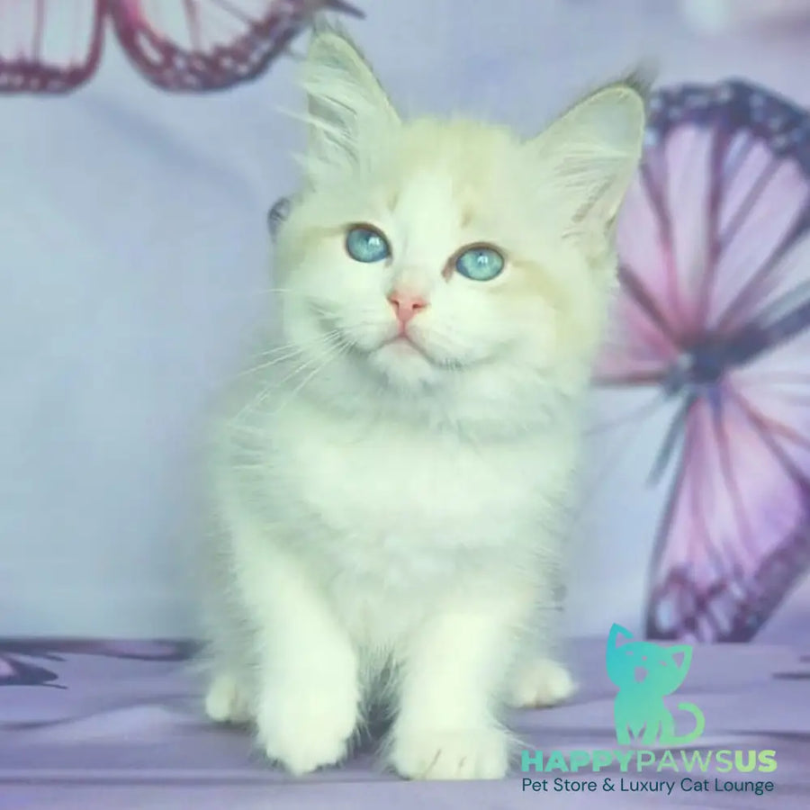 Eddie Siberian male blue bicolour tabby pointed - live animals