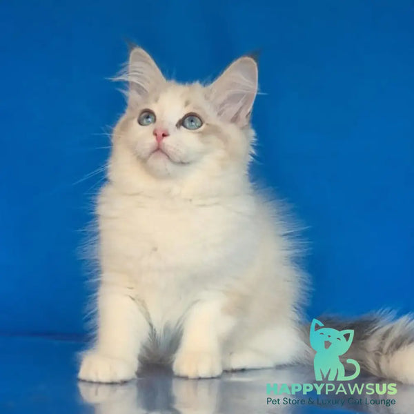 Eddie Siberian male blue bicolour tabby pointed - live animals