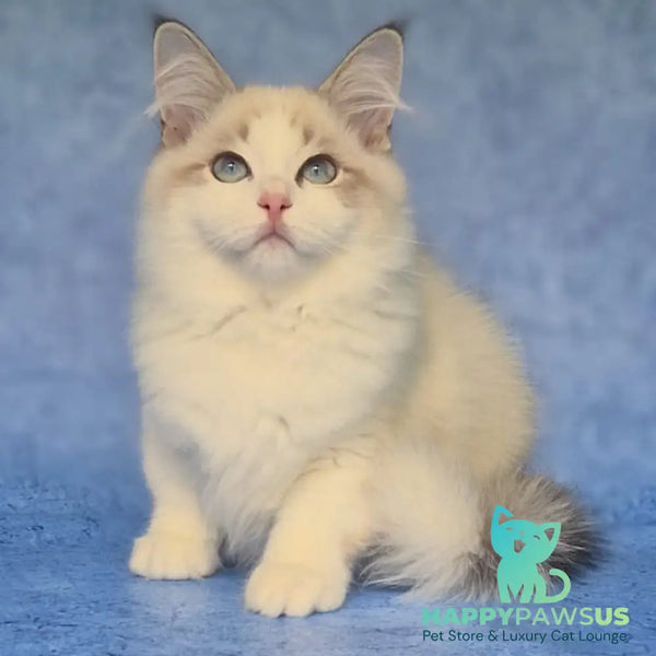 Eddie Siberian male blue bicolour tabby pointed - live animals