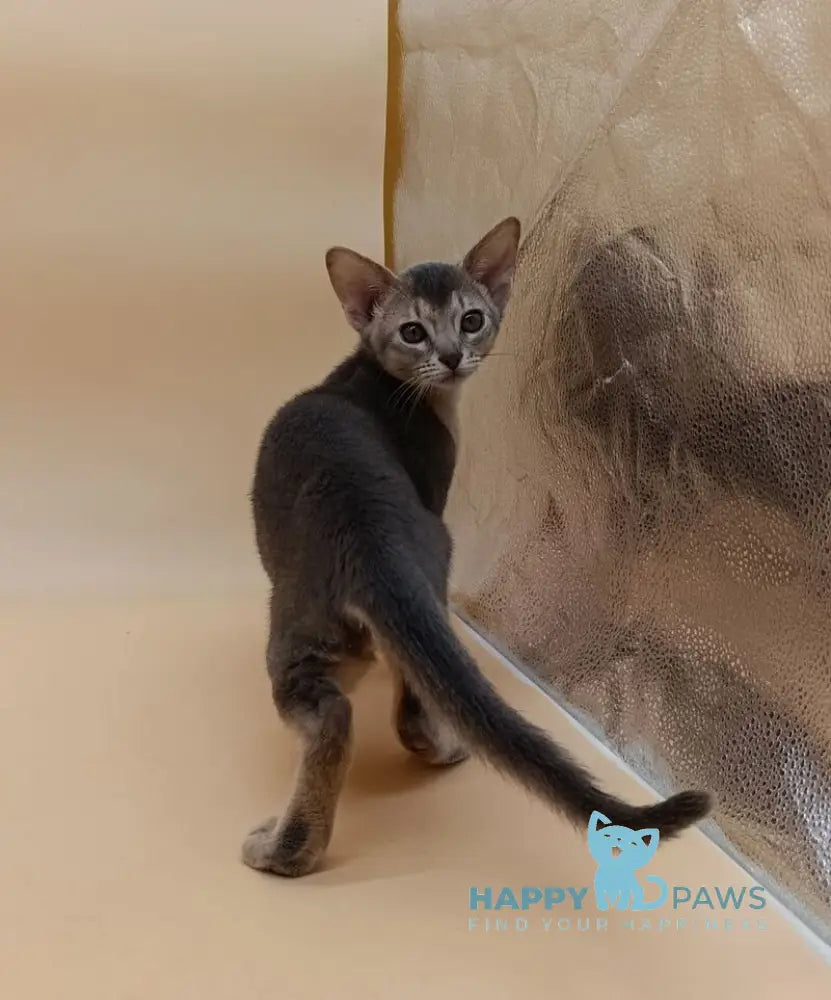 Eddy Abyssinian male blue live animals