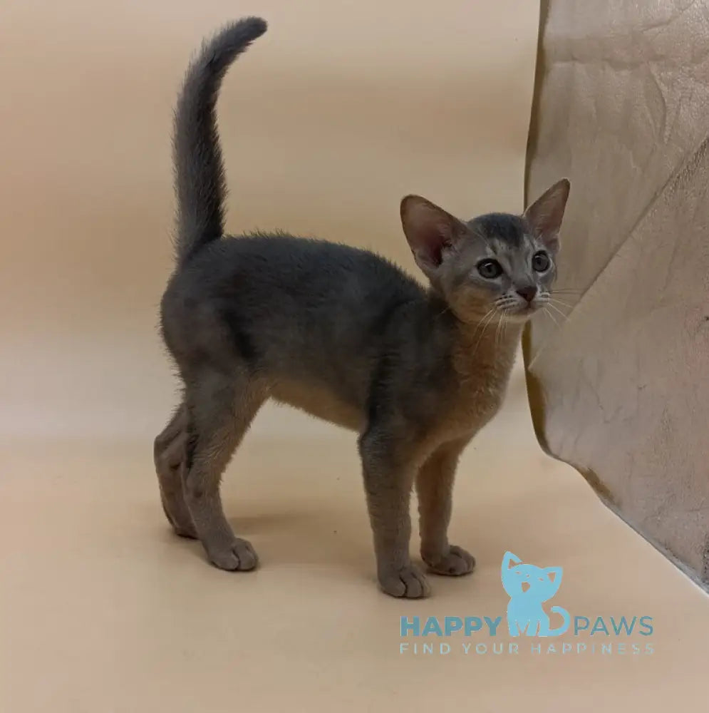 Eddy Abyssinian male blue live animals