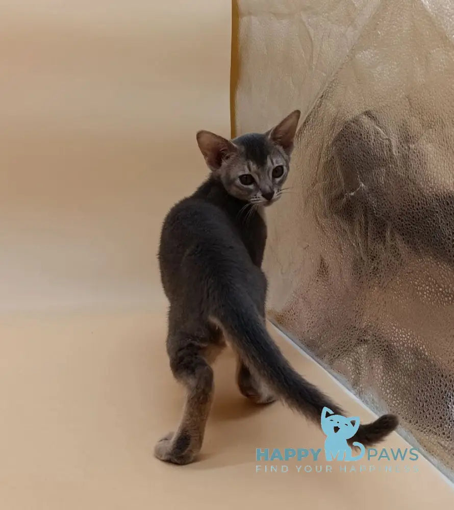 Eddy Abyssinian male blue live animals