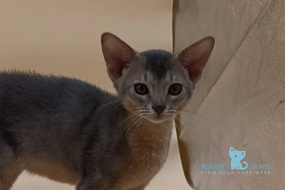 Eddy Abyssinian male blue live animals