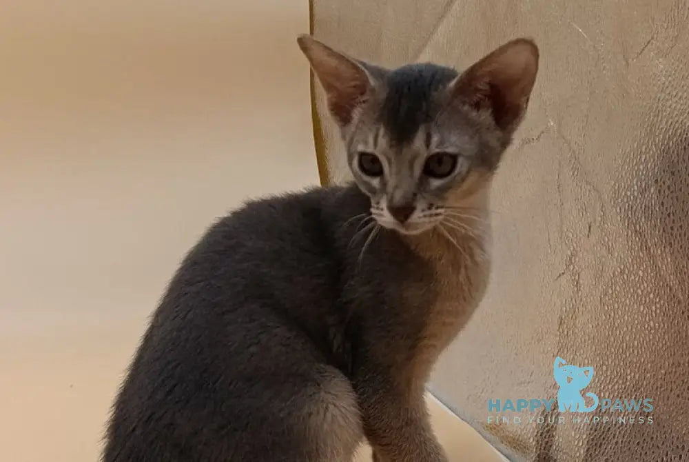 Eddy Abyssinian male blue live animals
