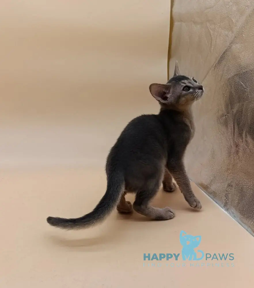 Eddy Abyssinian male blue live animals