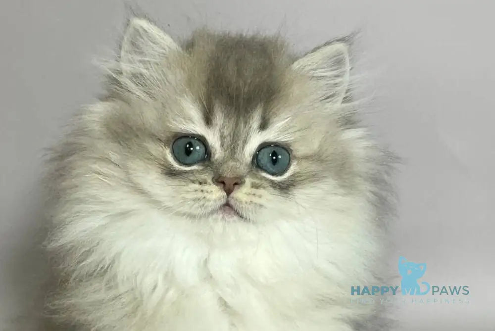 Eddy British Longhair male blue golden shaded live animals