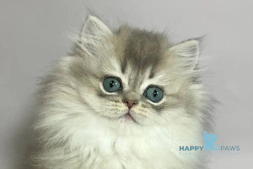 Eddy British Longhair male blue golden shaded live animals