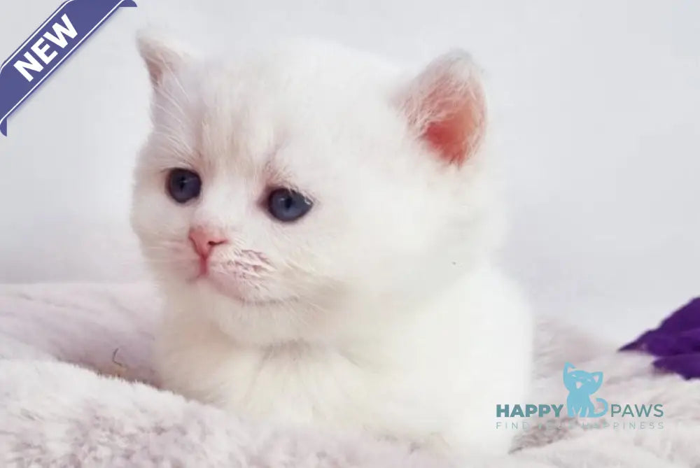 Eddy British Shorthair male black silver shaded pointed live animals