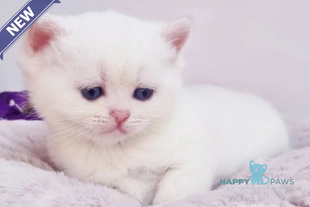 Eddy British Shorthair male black silver shaded pointed live animals