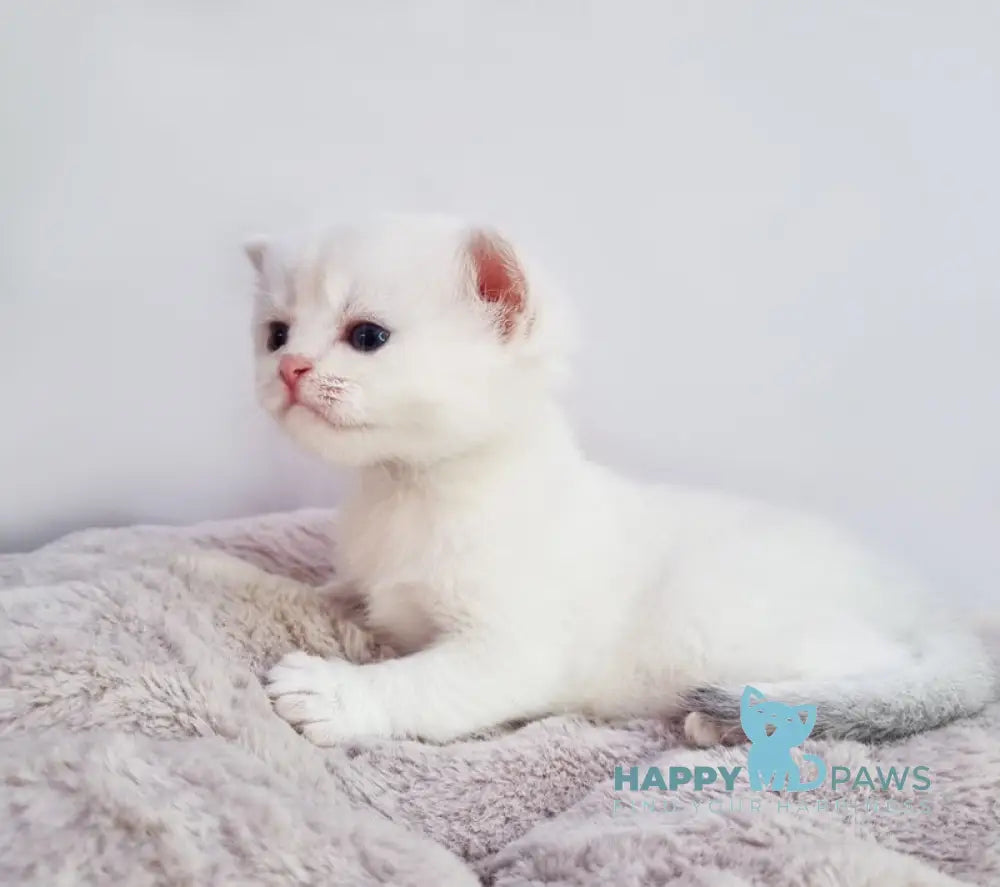 Eddy British Shorthair male black silver shaded pointed live animals