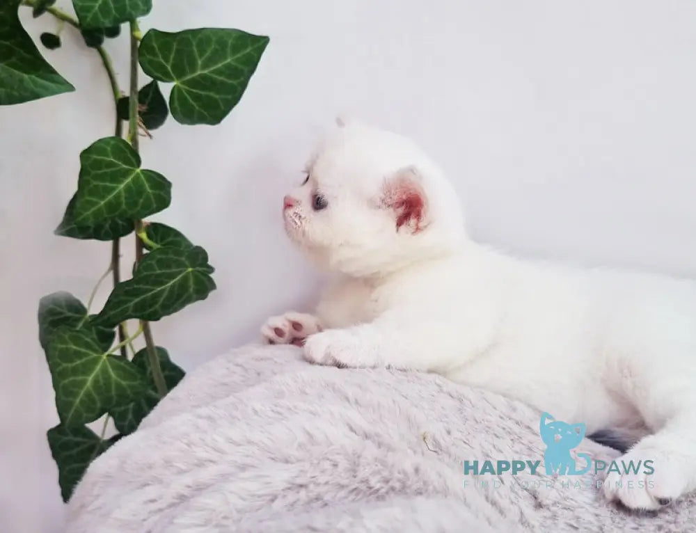 Eddy British Shorthair male black silver shaded pointed live animals