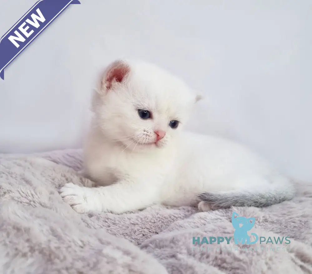 Eddy British Shorthair male black silver shaded pointed live animals