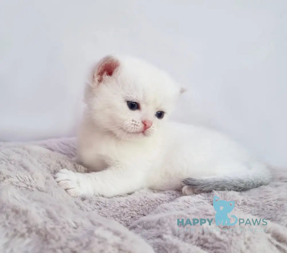 Eddy British Shorthair male black silver shaded pointed live animals