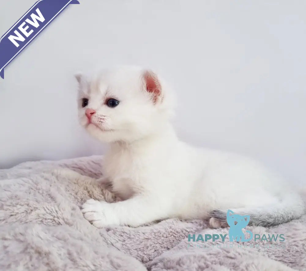 Eddy British Shorthair male black silver shaded pointed live animals