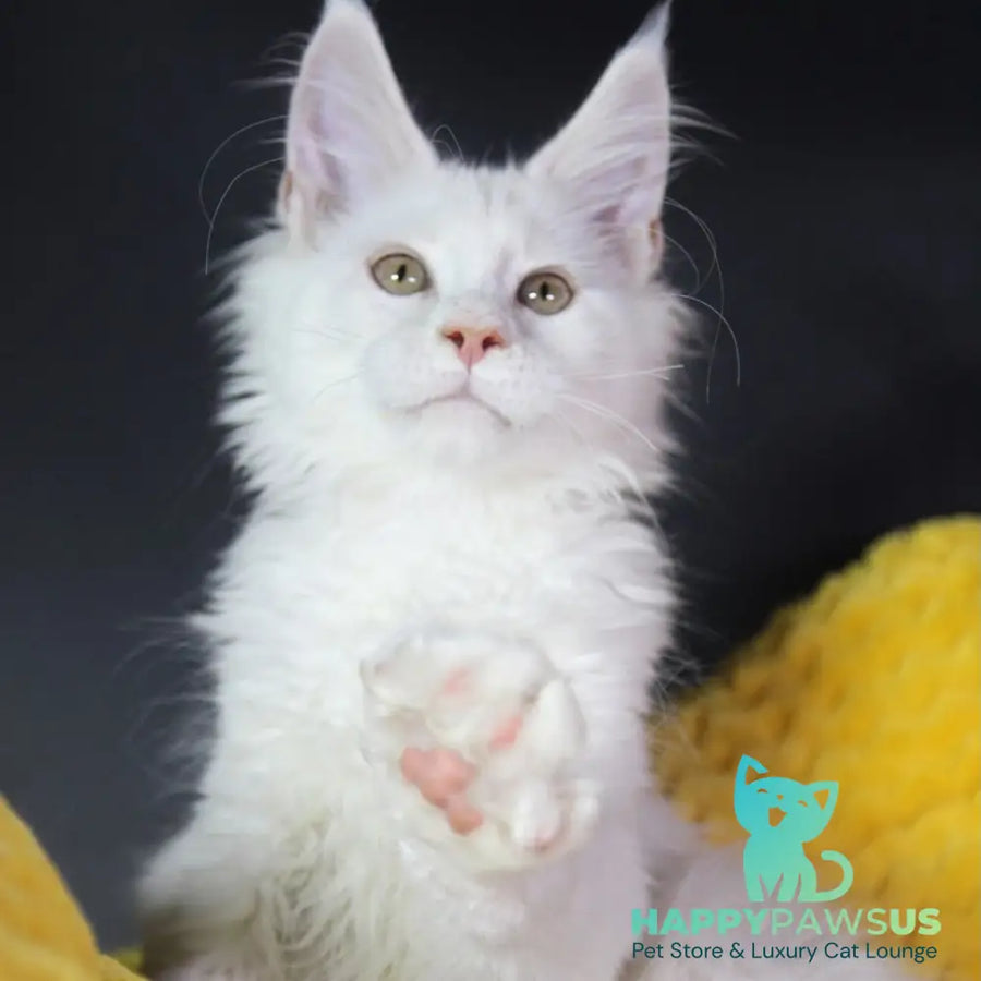 Eddy Maine Coon male cream silver chinchilla - live animals