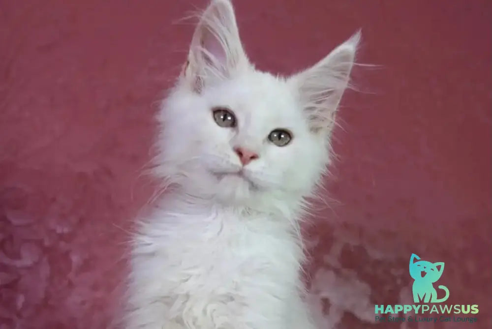 Eddy Maine Coon male cream silver chinchilla - live animals
