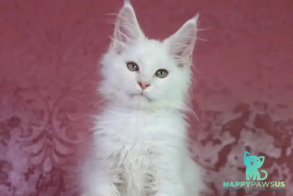 Eddy Maine Coon male cream silver chinchilla - live animals
