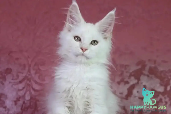 Eddy Maine Coon male cream silver chinchilla - live animals