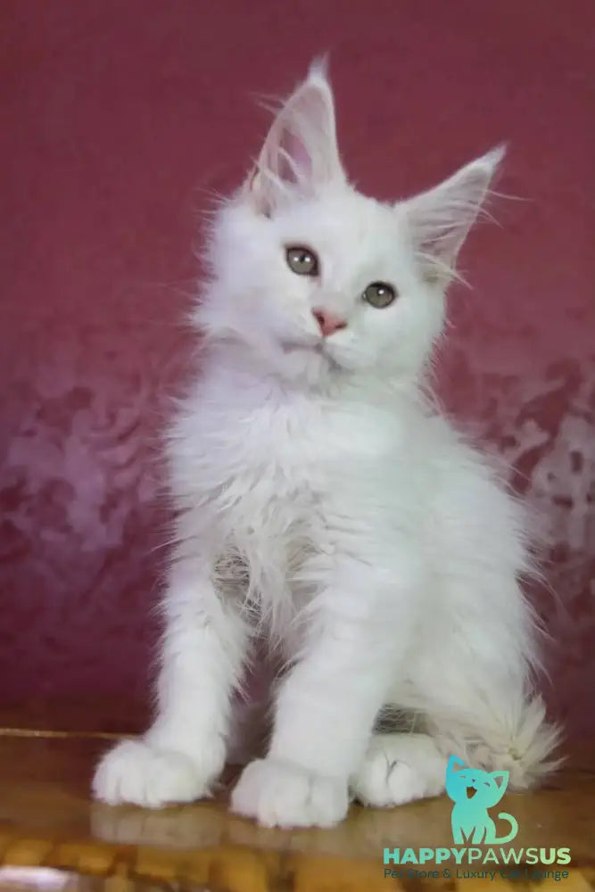 Eddy Maine Coon male cream silver chinchilla - live animals
