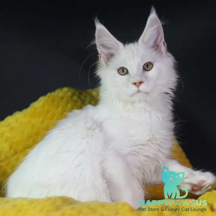 Eddy Maine Coon male cream silver chinchilla - live animals