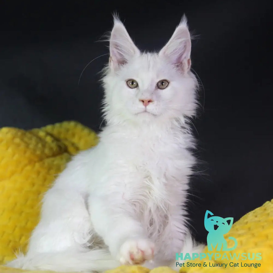 Eddy Maine Coon male cream silver chinchilla - live animals