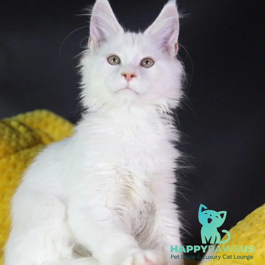 Eddy Maine Coon male cream silver chinchilla - live animals