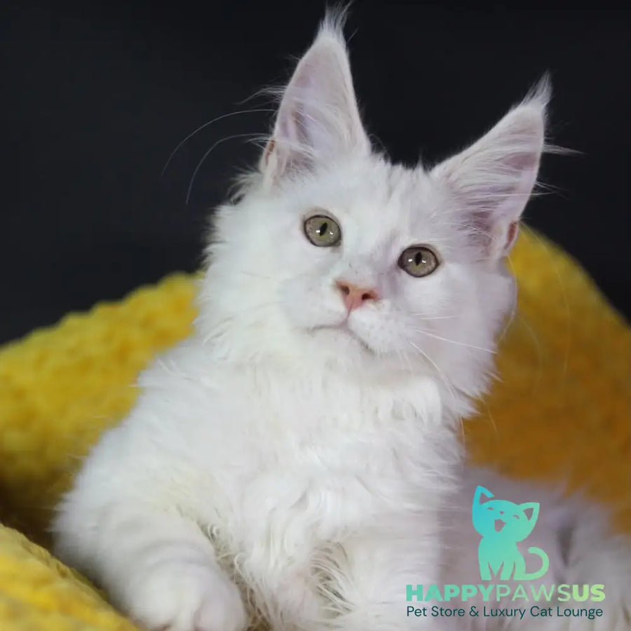 Eddy Maine Coon male cream silver chinchilla - live animals