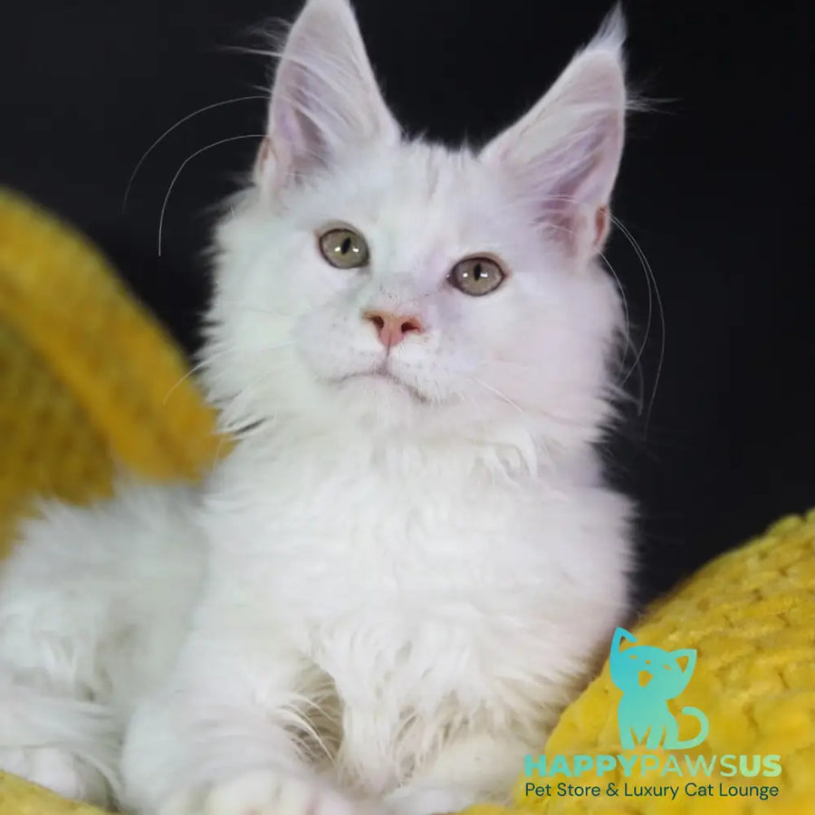 Eddy Maine Coon male cream silver chinchilla - live animals
