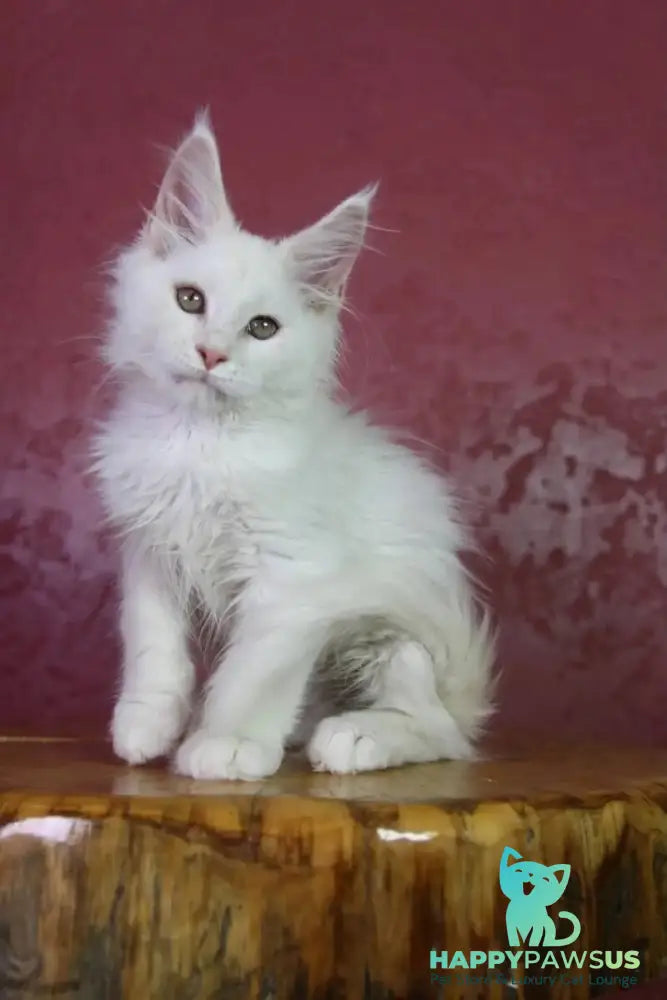 Eddy Maine Coon male cream silver chinchilla - live animals