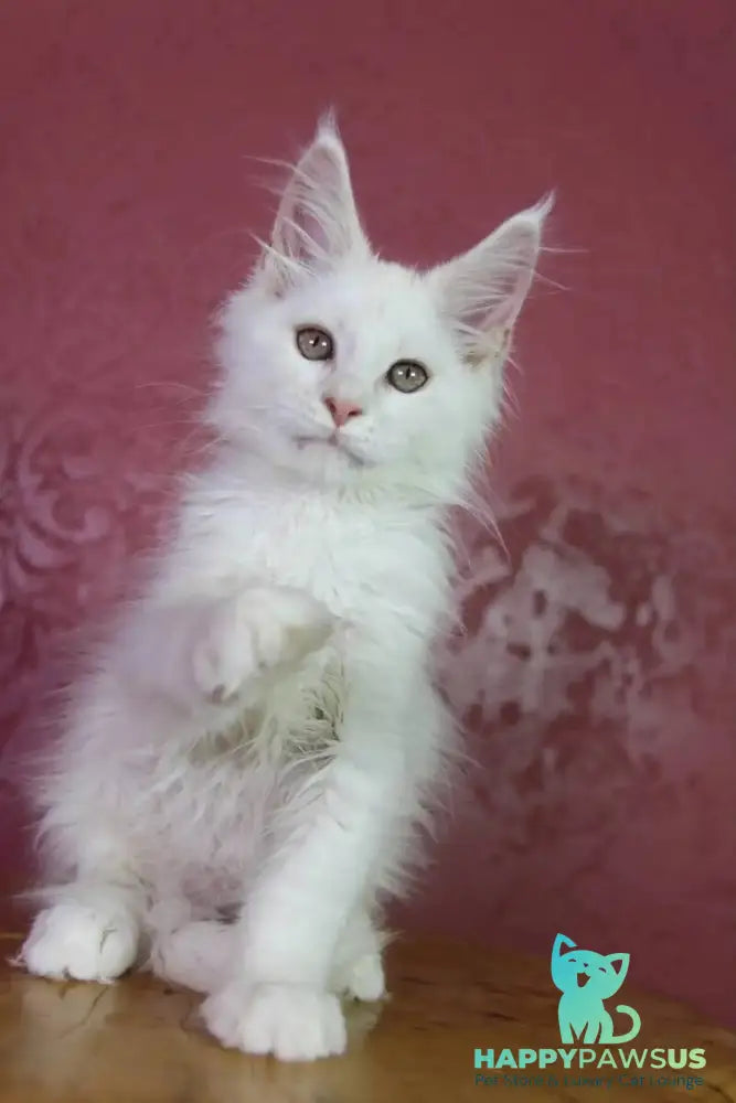 Eddy Maine Coon male cream silver chinchilla - live animals