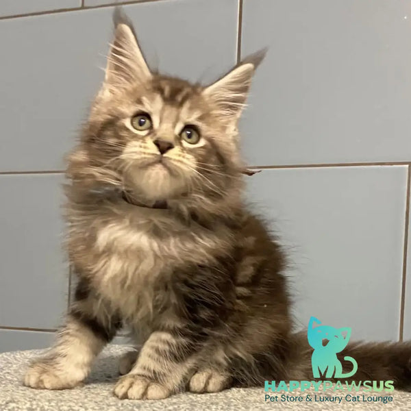 Edelweiss Maine Coon male black silver tabby - live animals