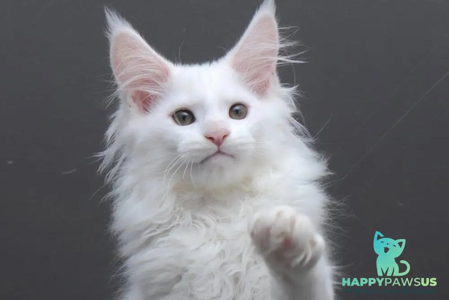 Edelweiss Maine Coon male white - live animals