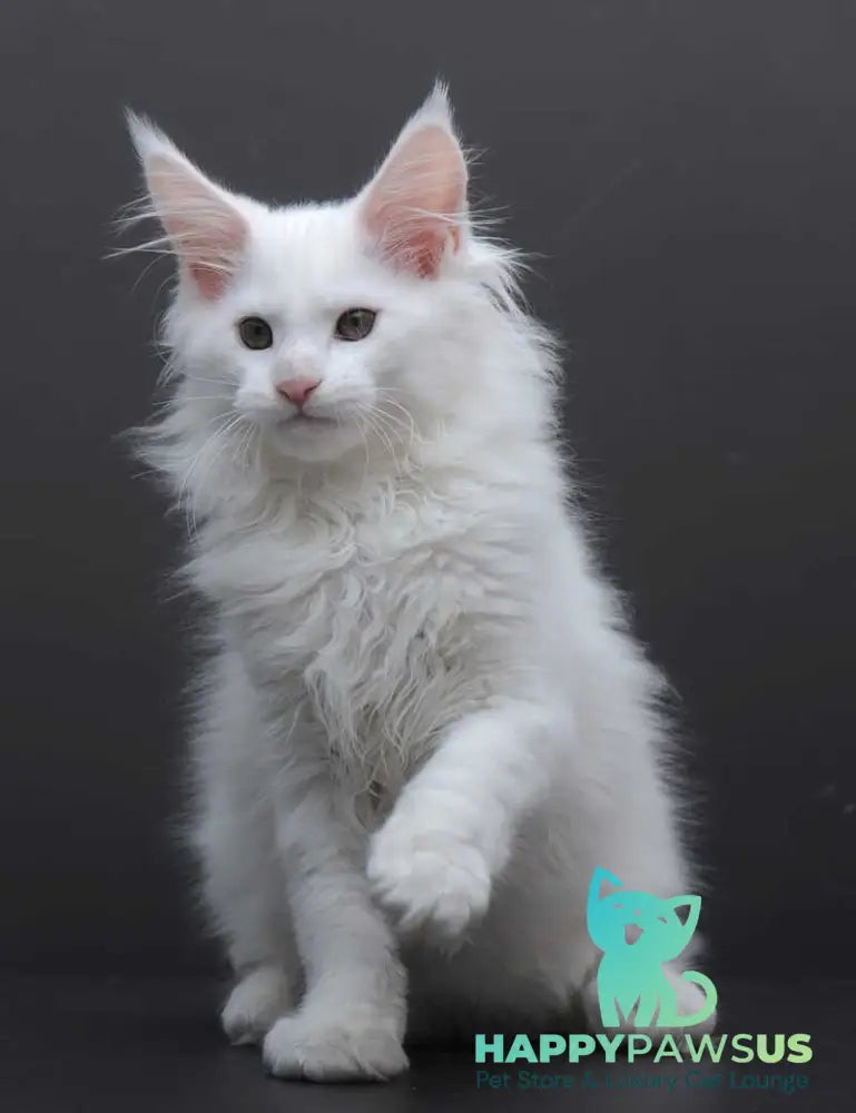 Edelweiss Maine Coon male white - live animals