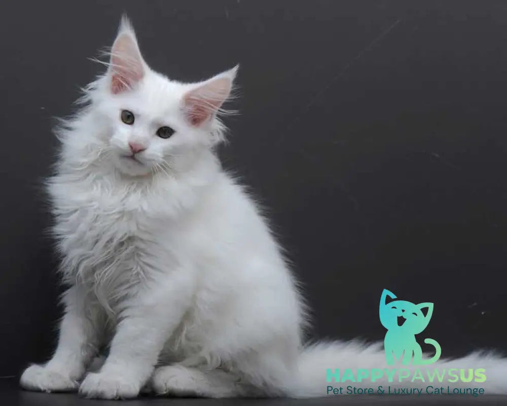 Edelweiss Maine Coon male white - live animals