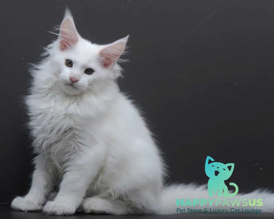 Edelweiss Maine Coon male white - live animals