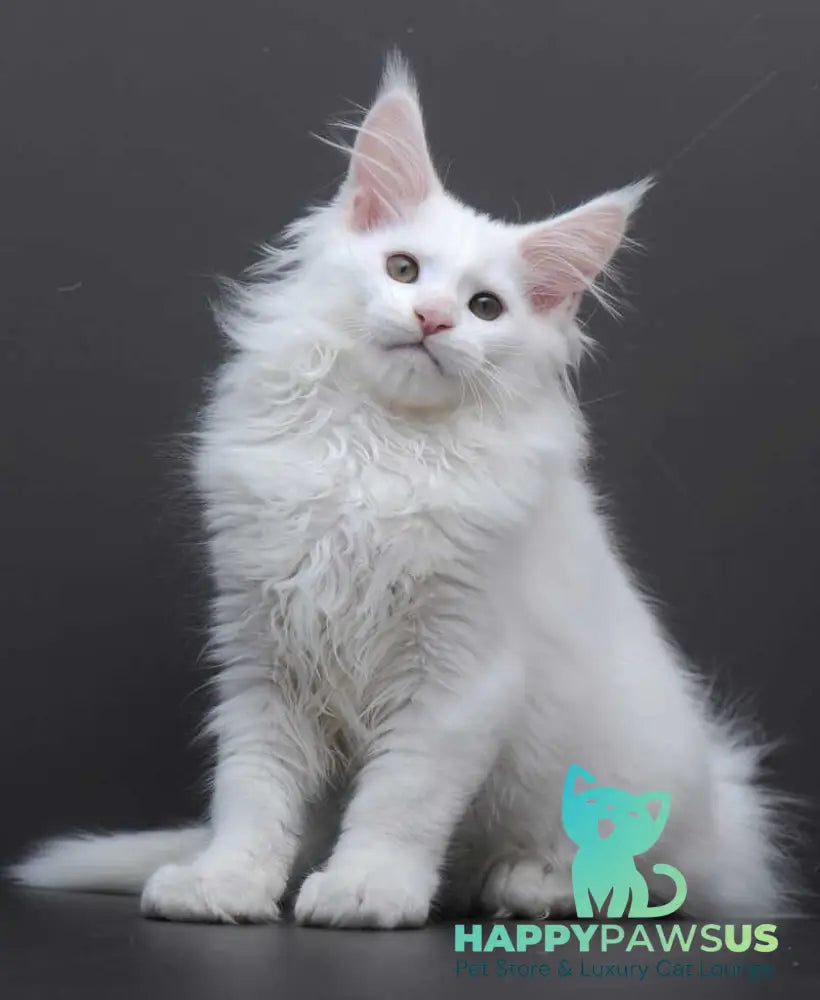 Edelweiss Maine Coon male white - live animals