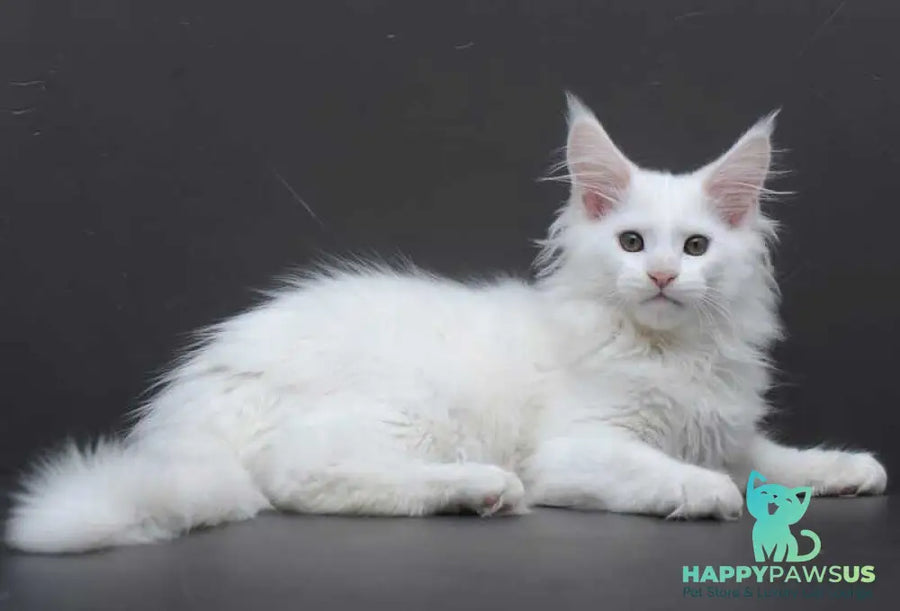 Edelweiss Maine Coon male white - live animals